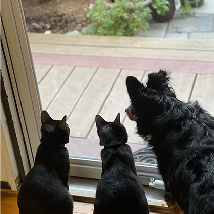 三只猫盯着窗外。
