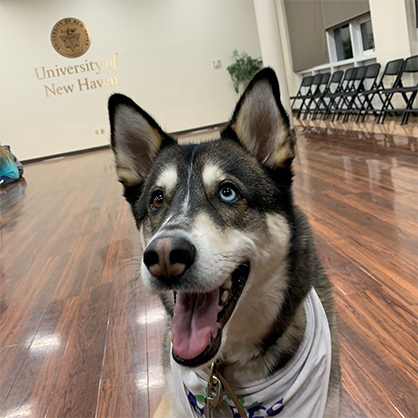 布鲁，这所大学的工作人员治疗犬。